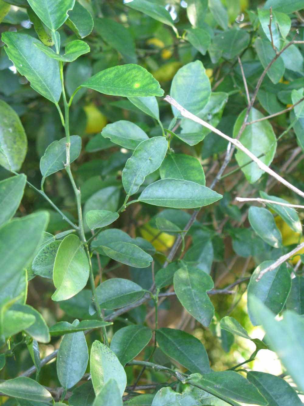              Shade leaves (Winter Haven, FL)       